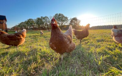 Regenerativt landbrug vs konventionel landbrug