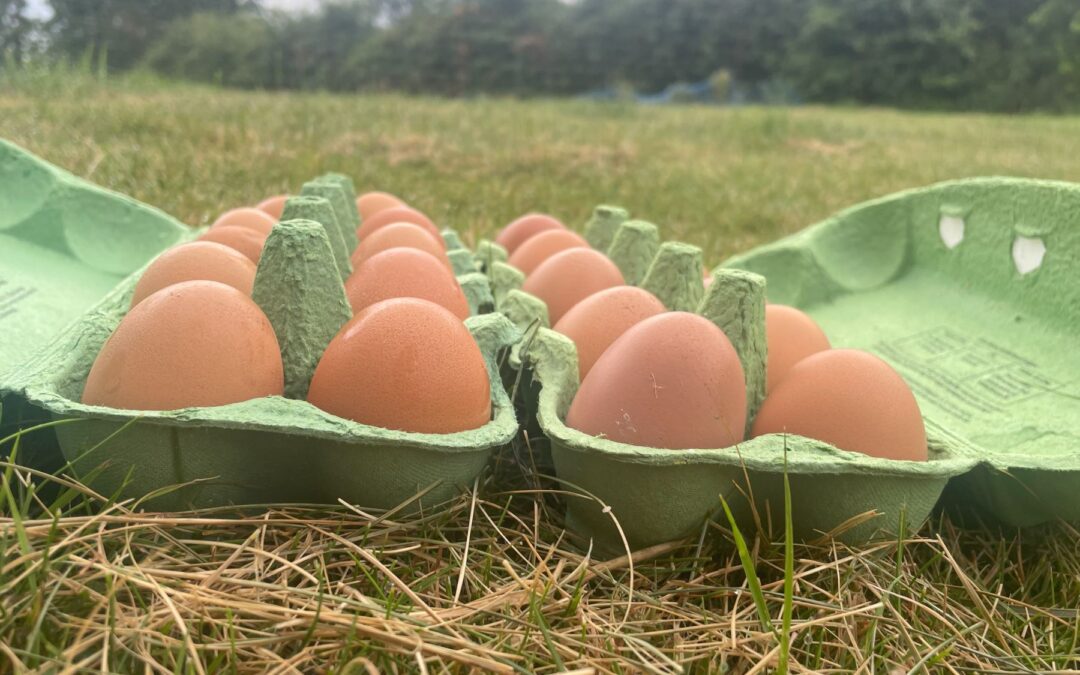 Funktionel Medicin vs. Traditionel medicin